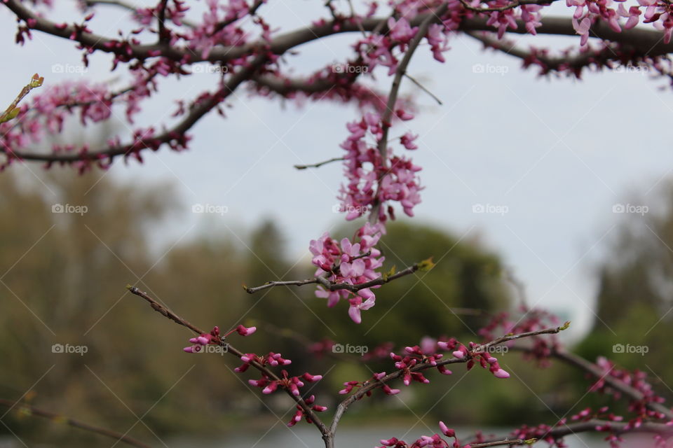 tree blossoms