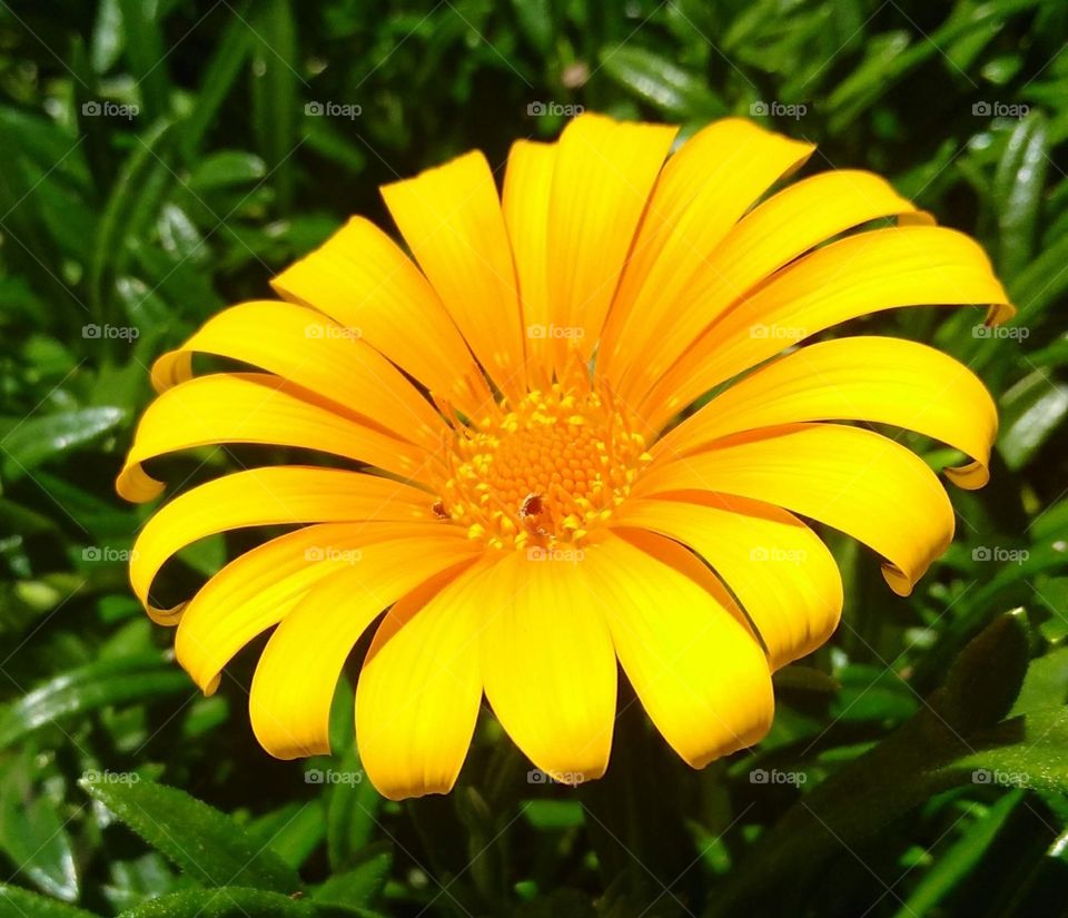 close up of a yellow sunflower basking in the sun.