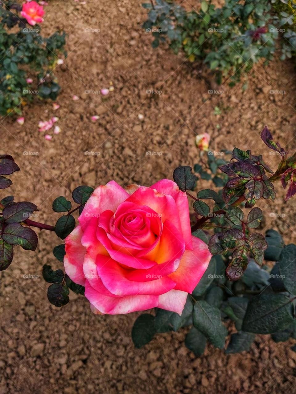 That pink rose looks so delicate and pretty against the green leaves in the field. It's like a little piece of tranquillity in nature. 🌿🌸