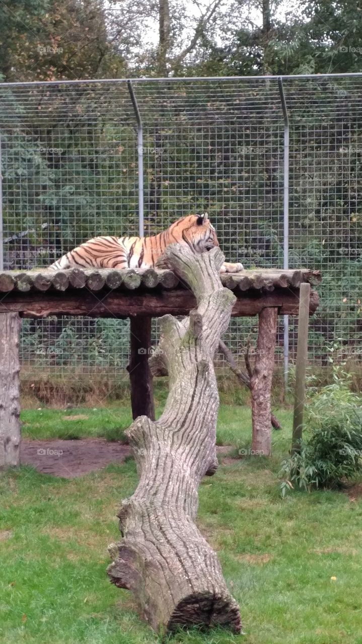 Zoo Tiger Tierpark HDR