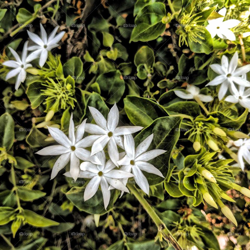 white wild flowers