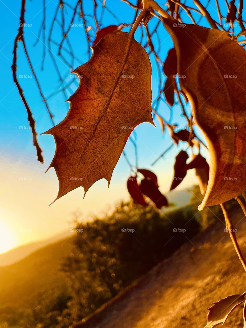 Paper enjoying the beautiful sunset