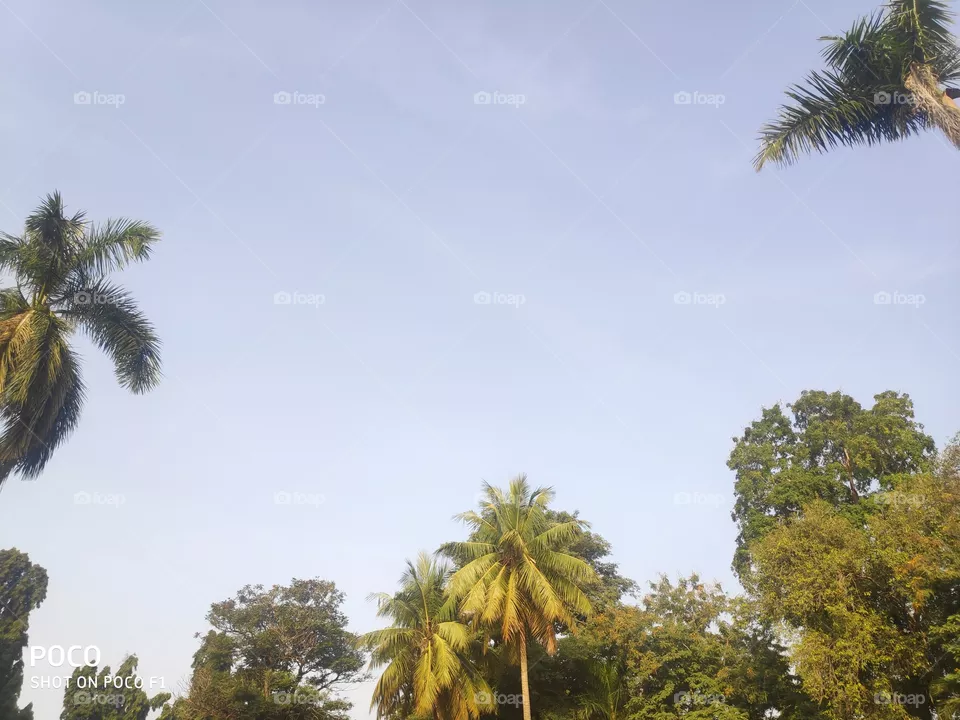 Tree's