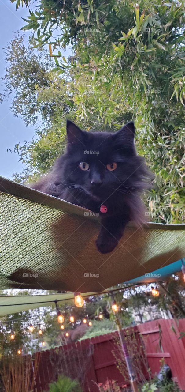 Kitty hammock