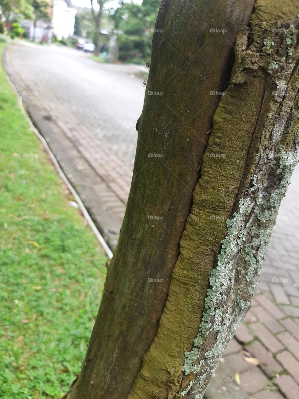 Ants walking in a line on a tree trunk. Defocused image with blurred street 
 background