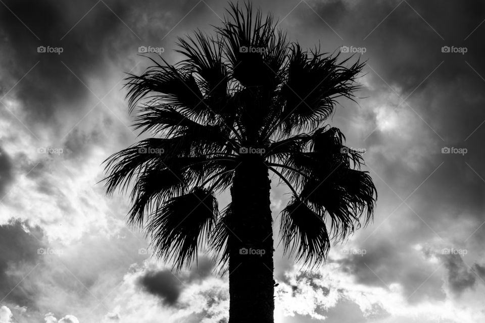 Palm tree blown in the wind