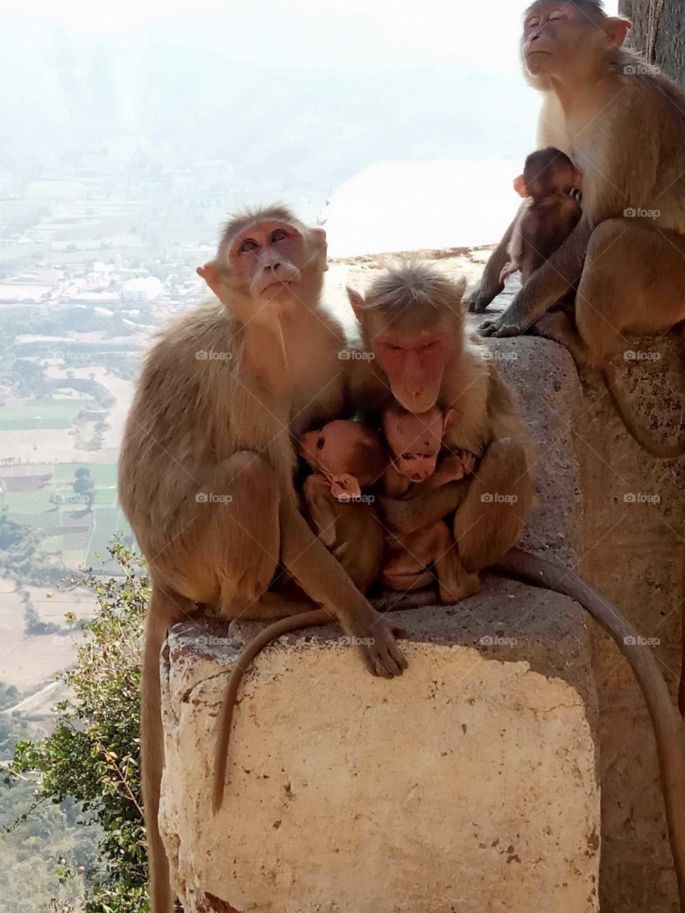 Monkeys family