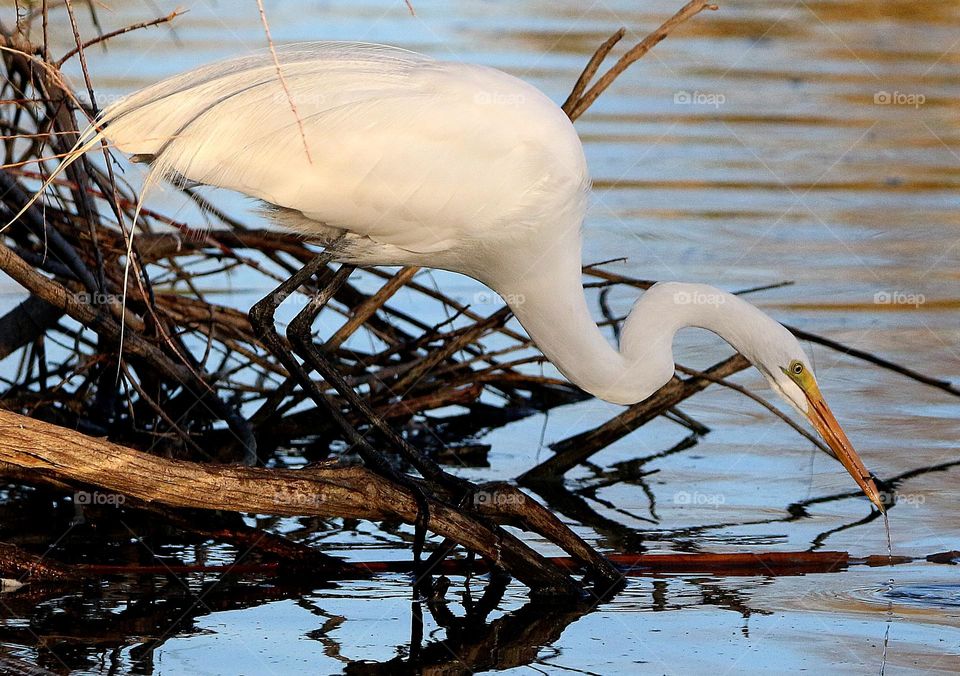 Great Egret Fishing in Lake