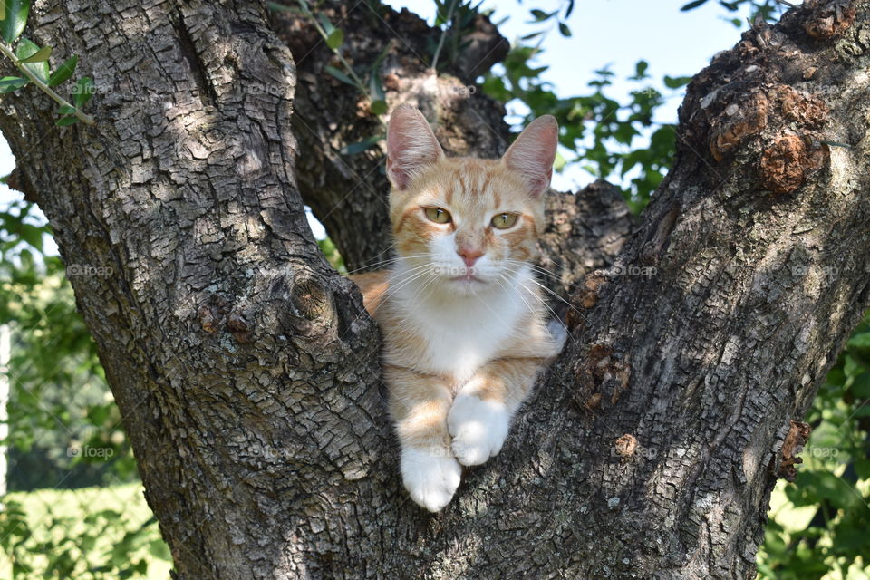 Cat on Tree 