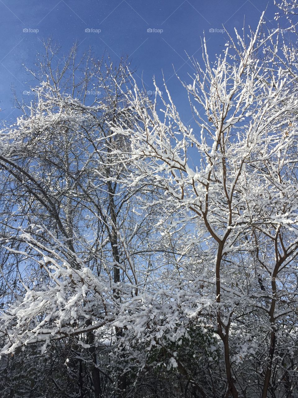 Winter in the forest