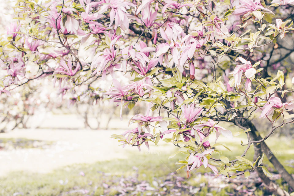 Magnolia flowers 