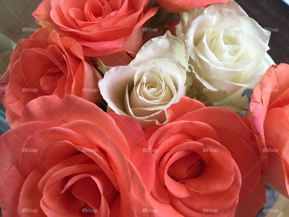 Peach and white roses