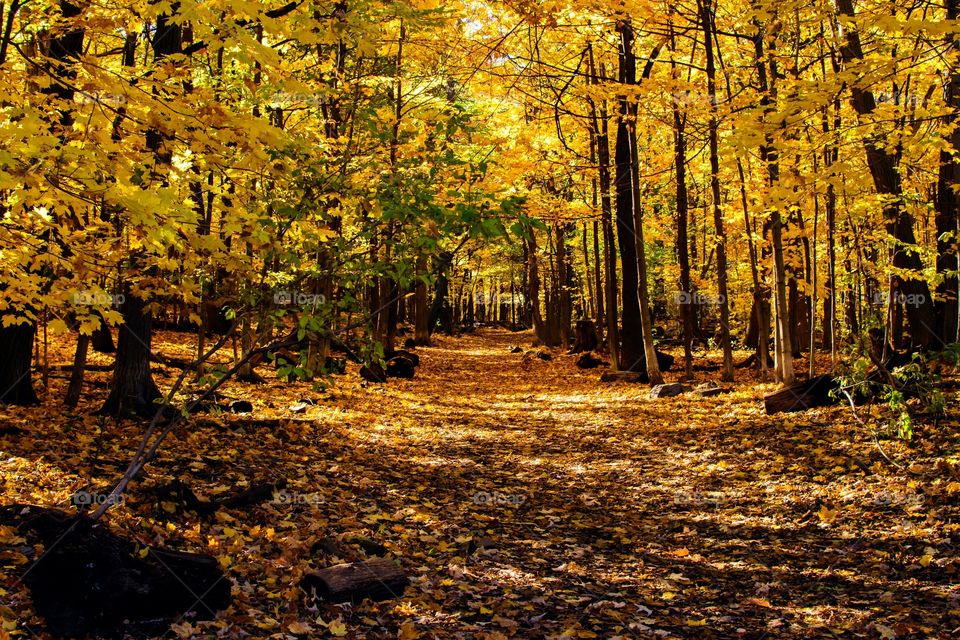 Beautiful golden forest 