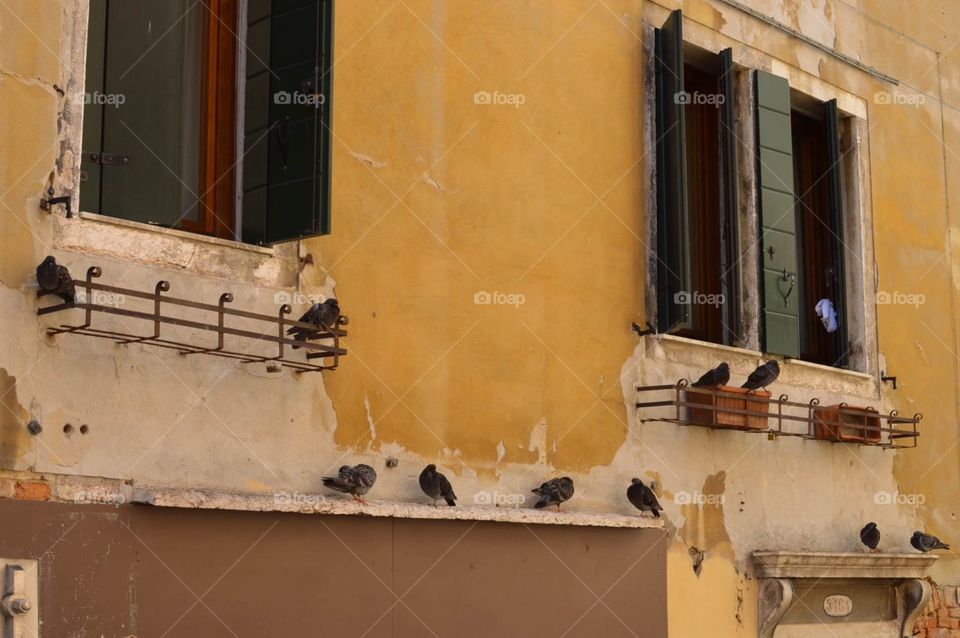 Pigeons Of Venice
