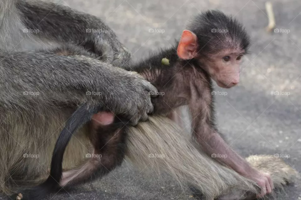 Baboon baby