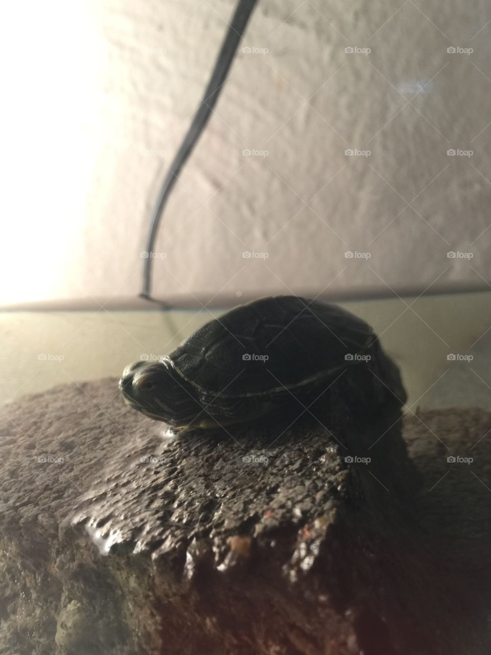 Baby turtle is scared