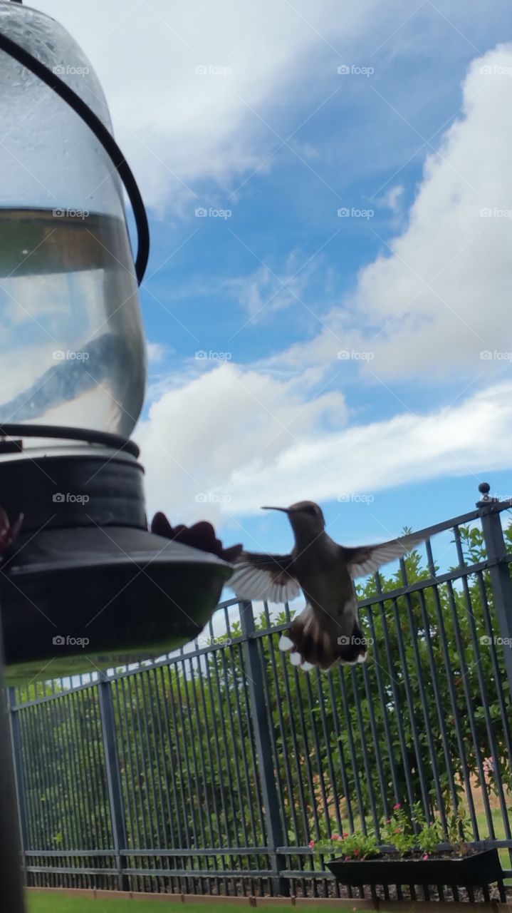 Hummingbird In Flight