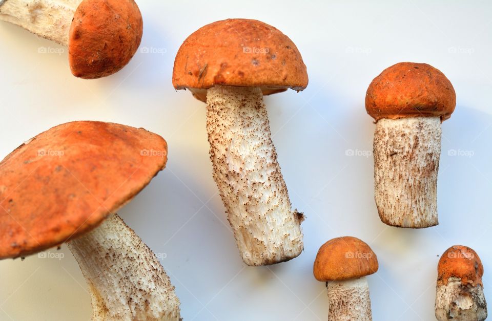 orange boletus mushrooms on a white background