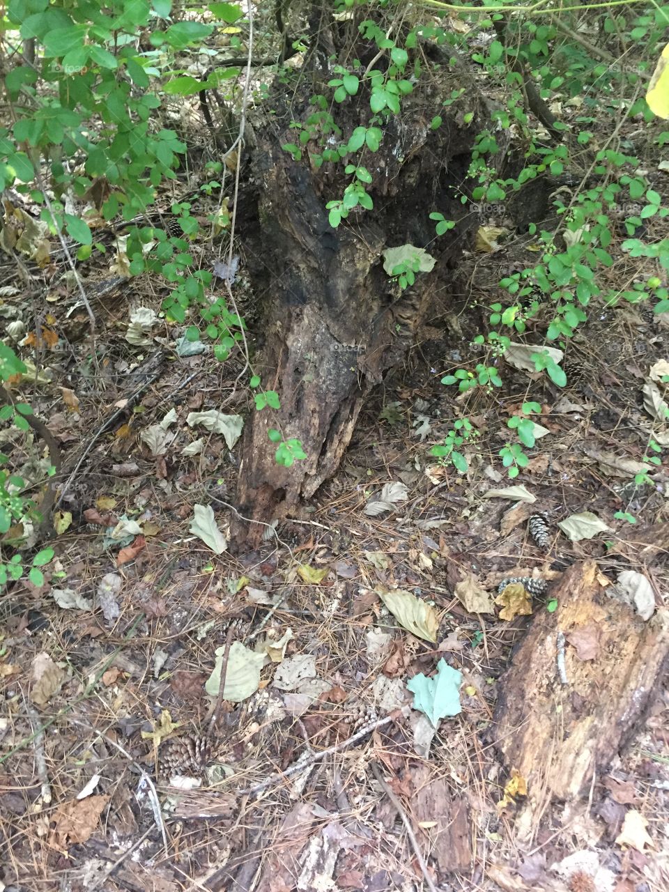 Dead tree looking like a fox