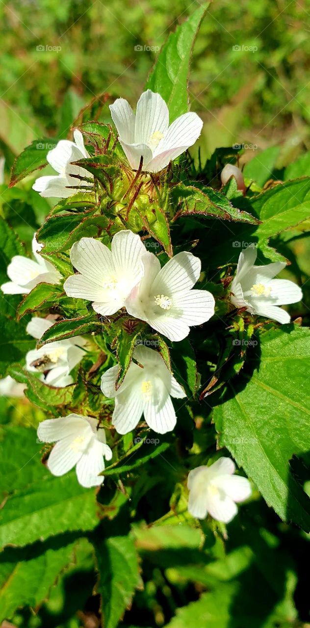 beautiful wild plant with white, soft and delicate flower.  looks like a bouquet of flowers