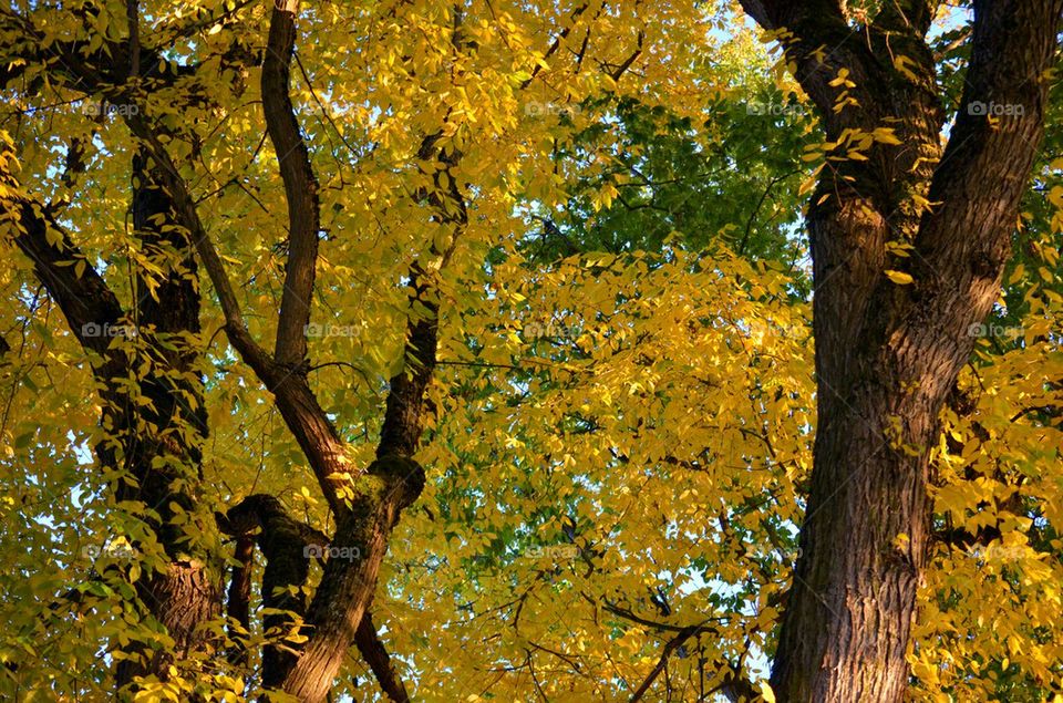 Radiant Fall Leaves