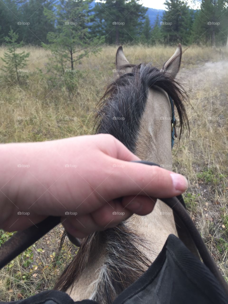 Horseback riding 