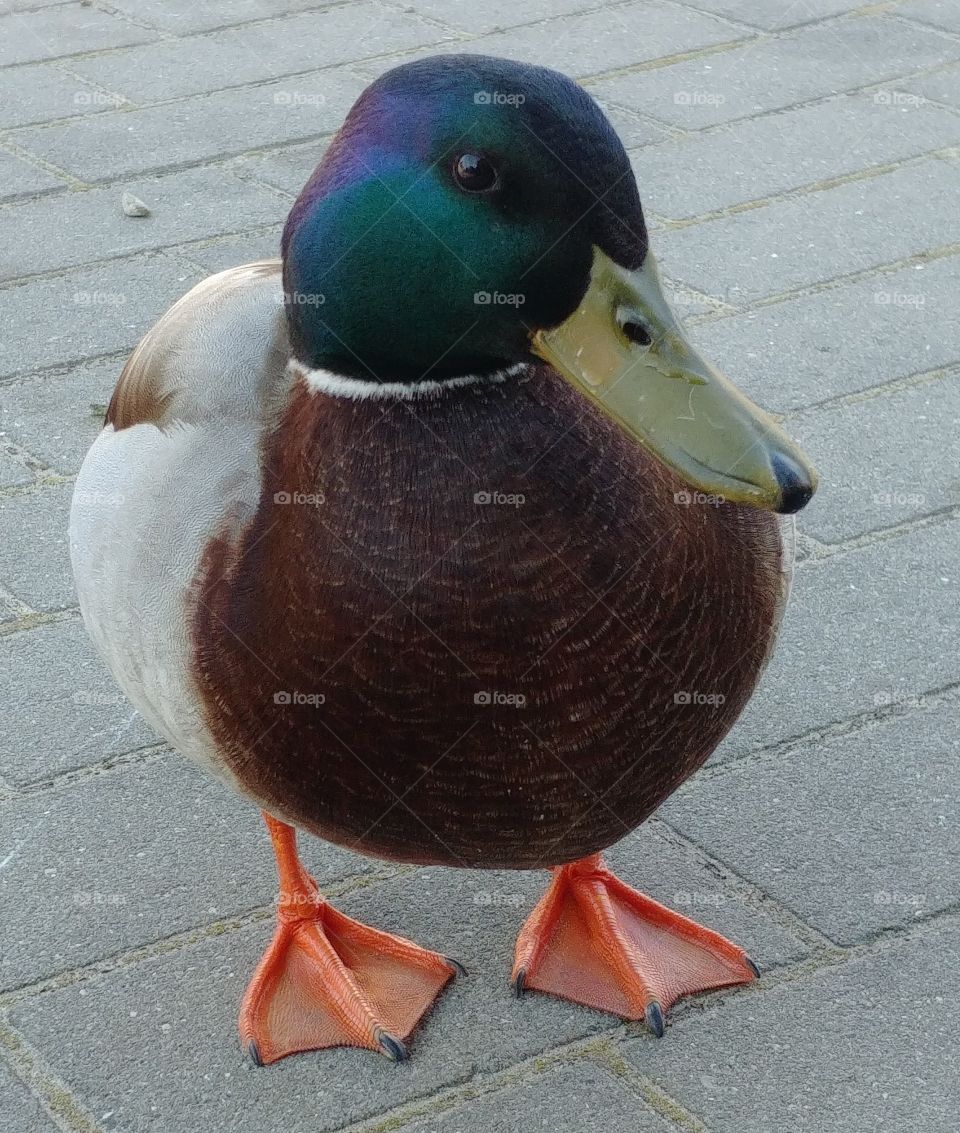 ente erpel.
