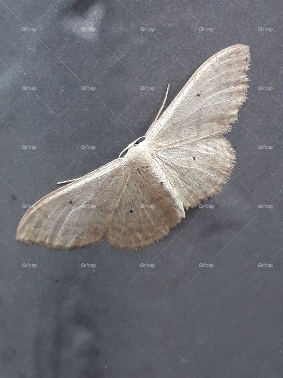 mort night butterfly tiny litle sleep wings