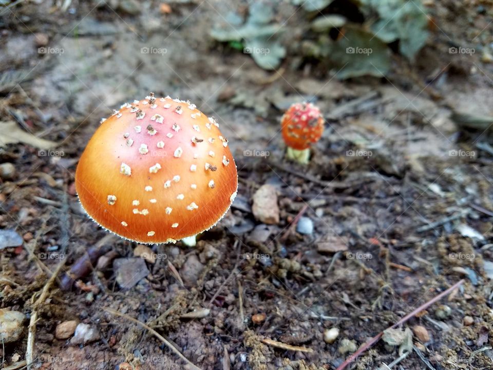 mushrooms in the dirt.