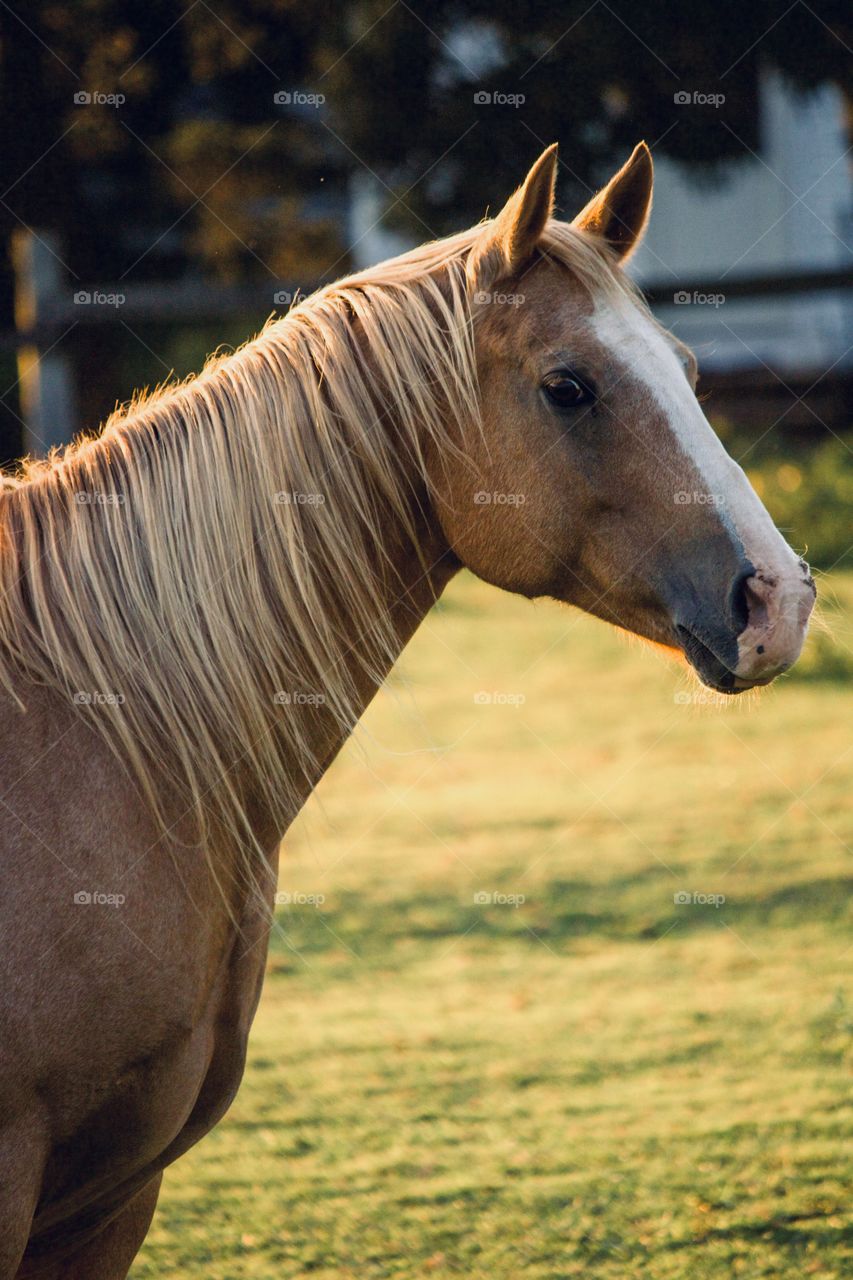 Horse at golden hour 