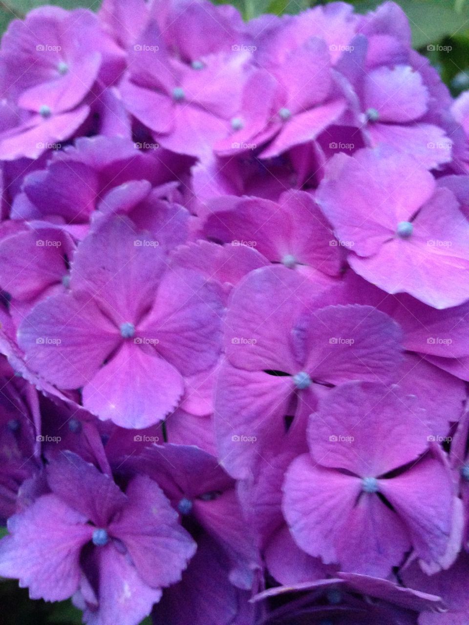 Hydrangeas in Tokyo 
