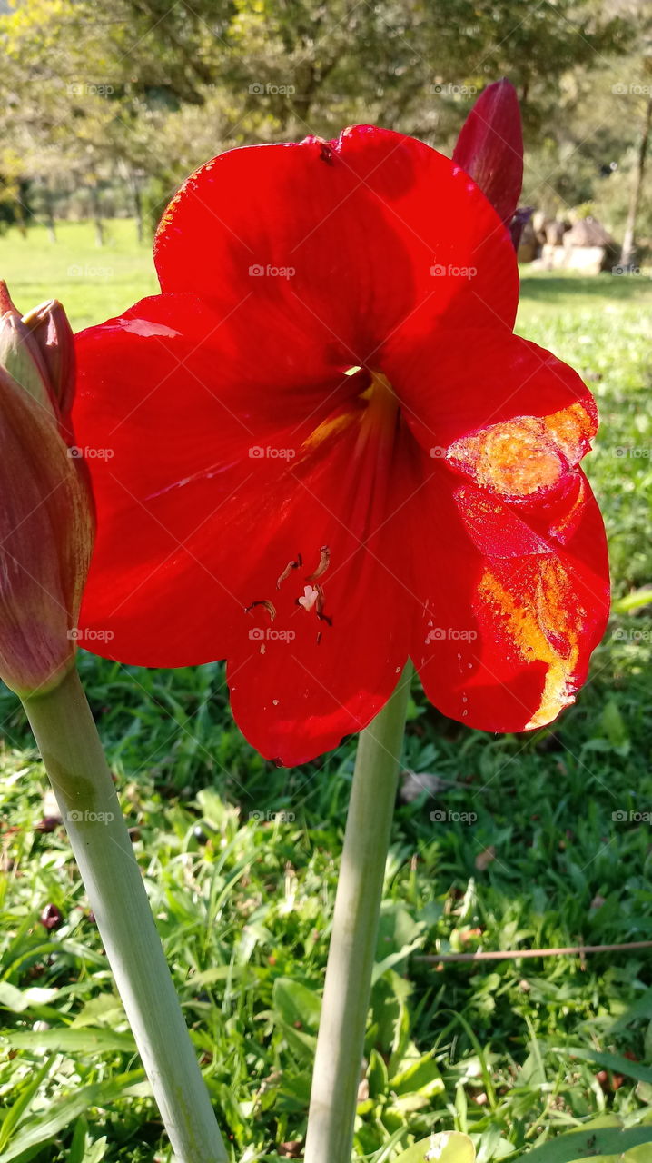ПРИРОДА, ПРИРОДНА, ПРИРОДНА, БОТАНИЧНА, ПЕЧЕЛКА, ОКОЛНА СРЕДА, ГРАДИНА, ЦВЕТЕ Hippeastrum papilio (Равена).