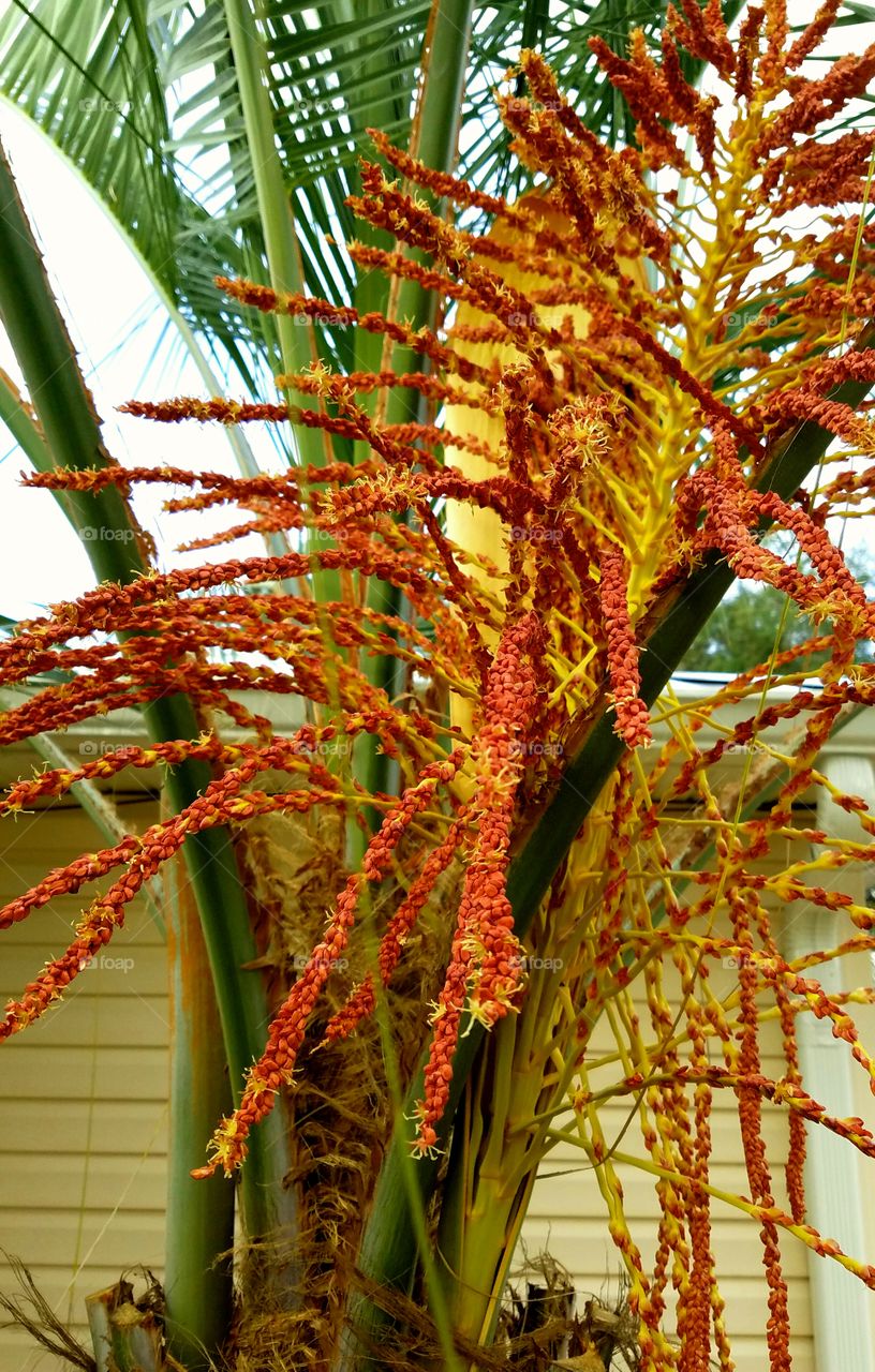 palm tree red flowers