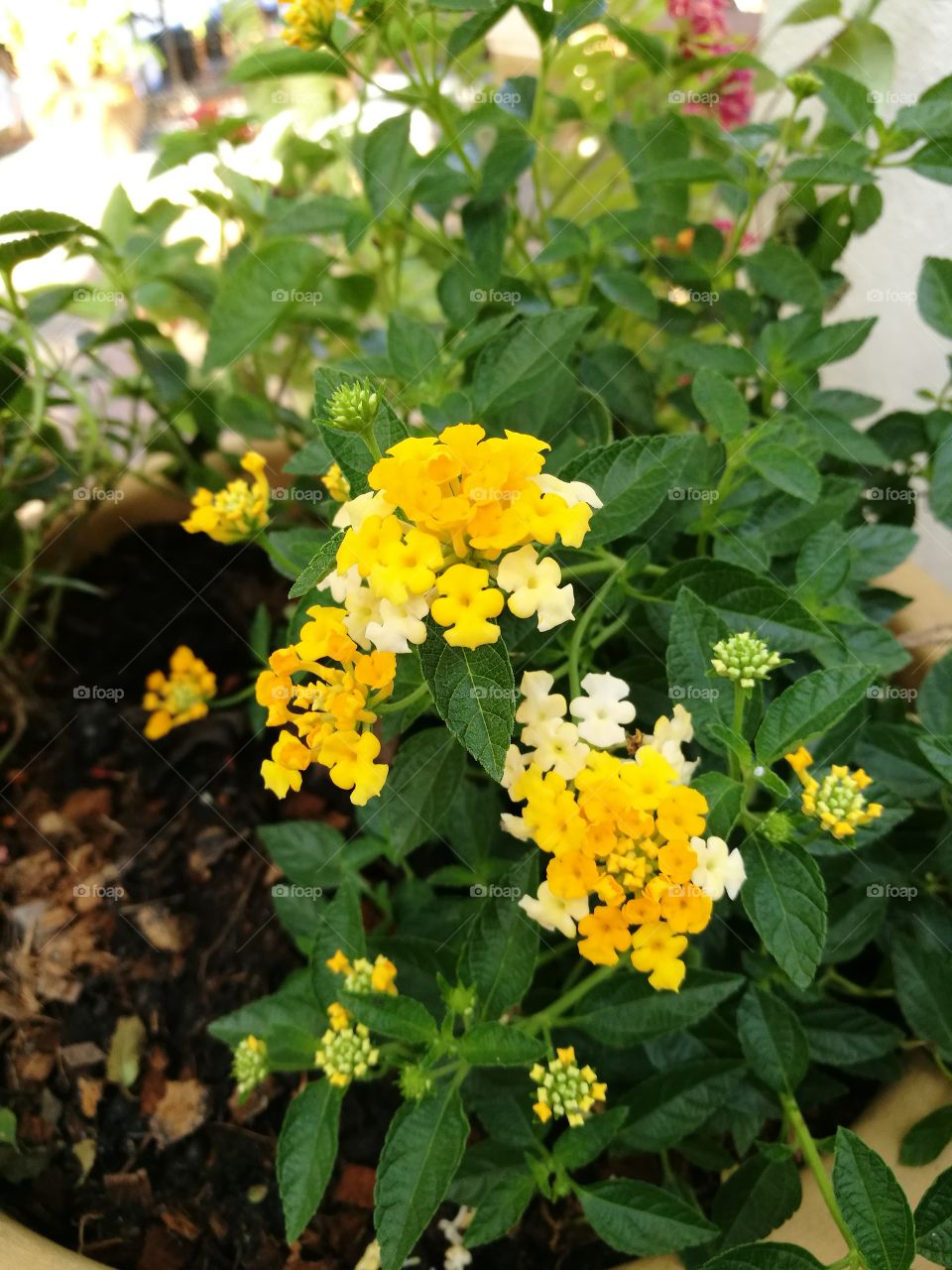 Blooming of lantana with yellow flowers