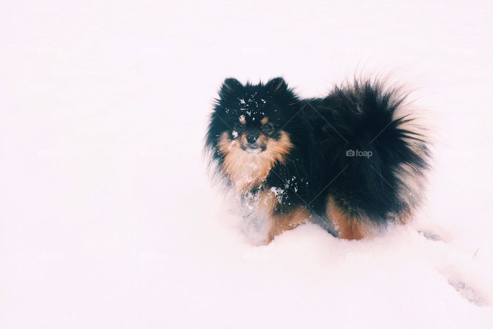 Conny the pom in the snow