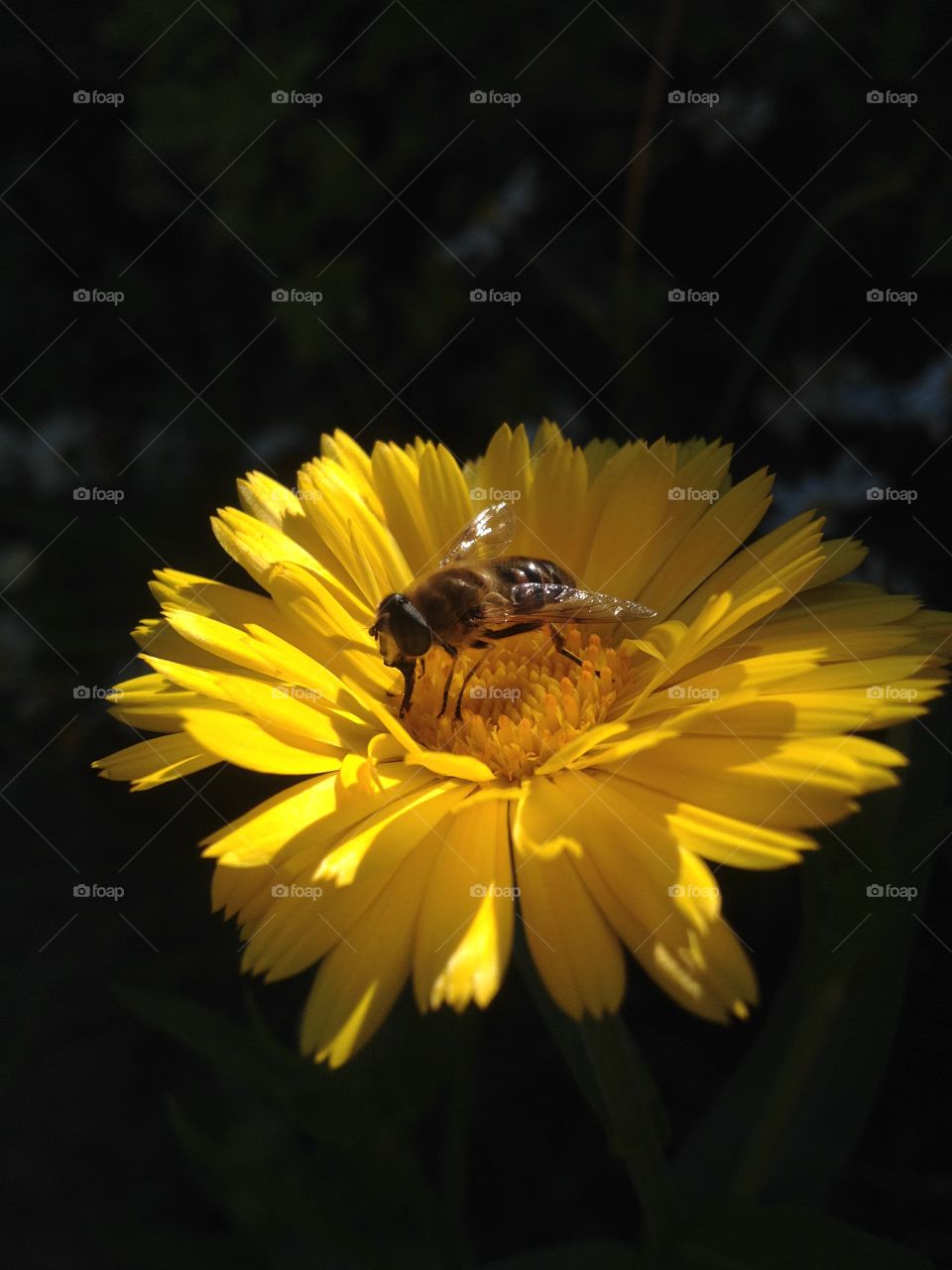 Calendula ant its pollinator 