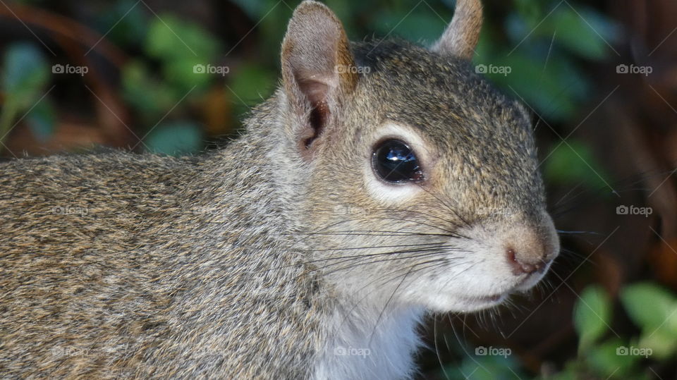 squirrel