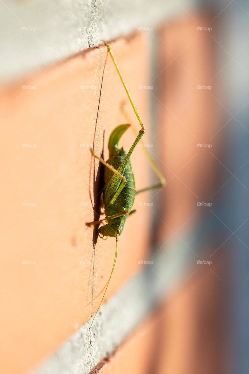 A sideways portrait of a bush cricket sitting in the sunlight on a red brick wall of a house.