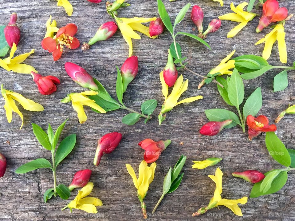 Yellow flowers and red flower buds with leaves on wooden table