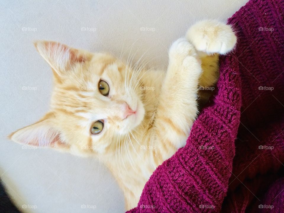 Darling little orange tabby looking all snuggly under burgundy blanket looking up at camera! 