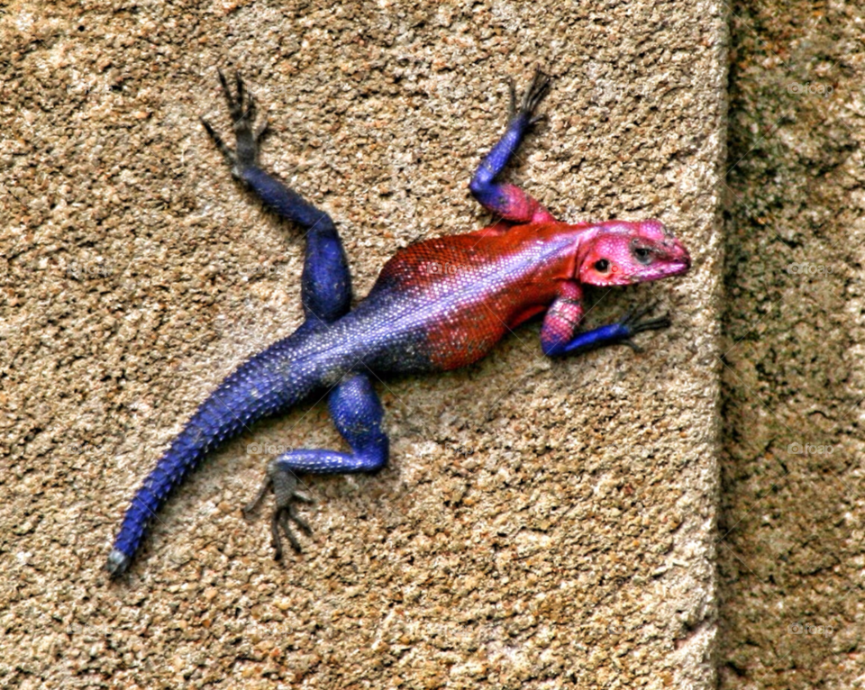 lizard hanging out pink wall purple by pandahat