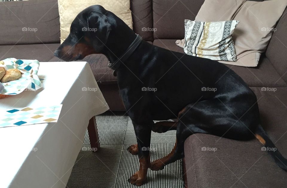 Doberman in the couch 