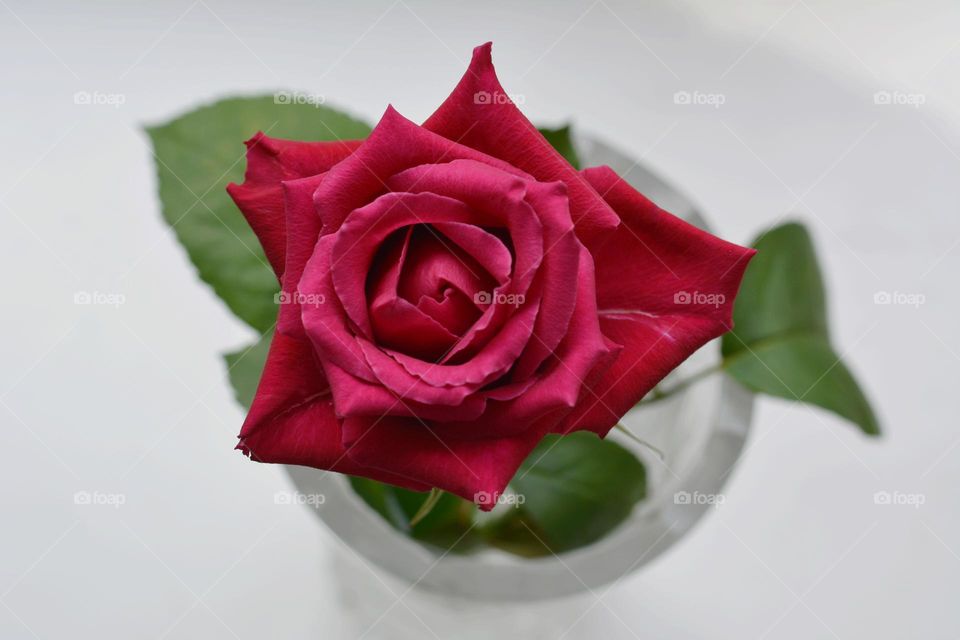 rose flower in glass vase top view