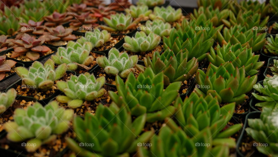 Succulent plants in containers