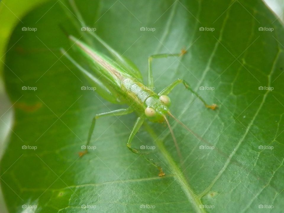 Grasshopper