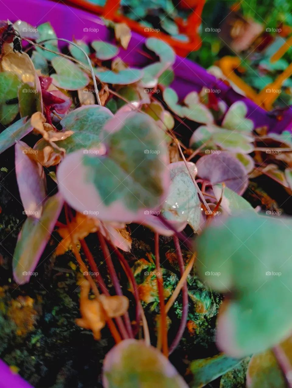 vegetación