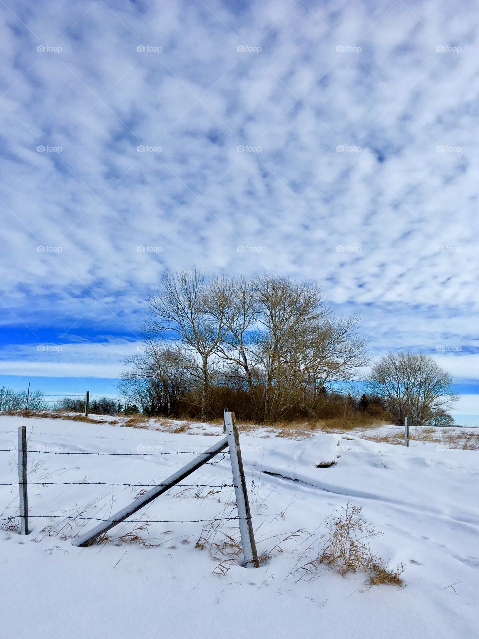 Winter landscape 