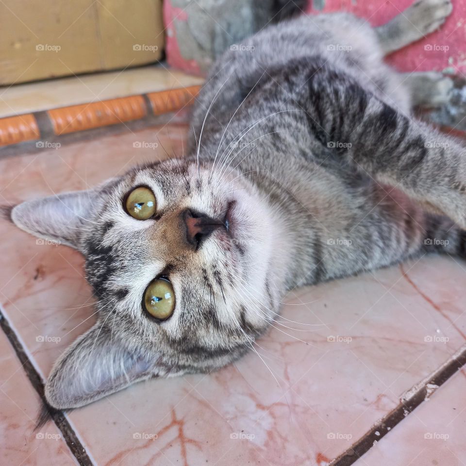 Cute cat lying down with sharp eyes