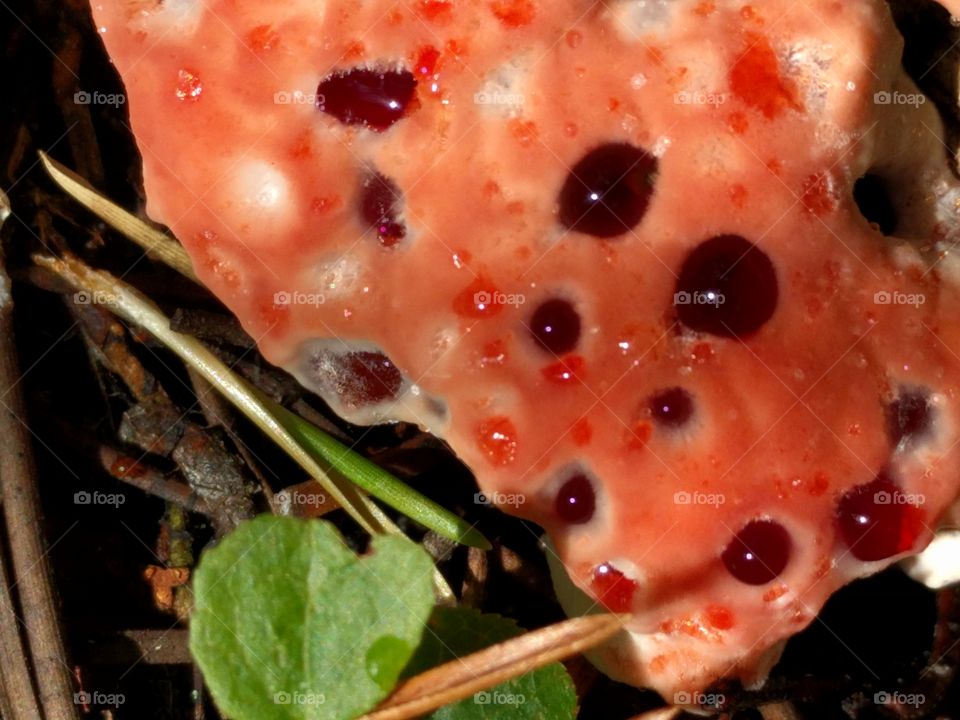 bleeding mushroom