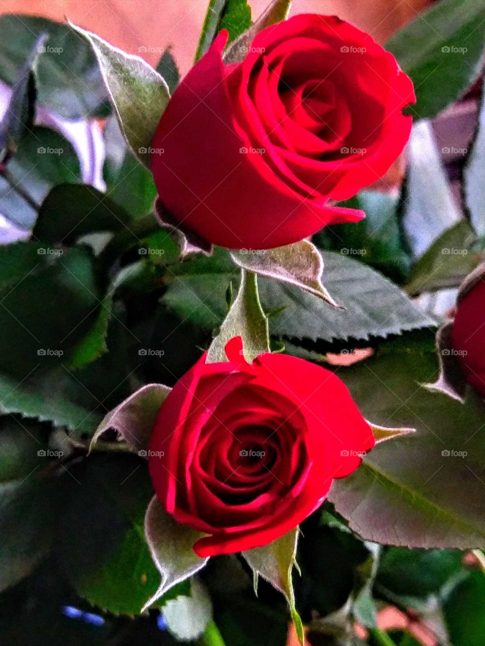 Beautiful Roses!